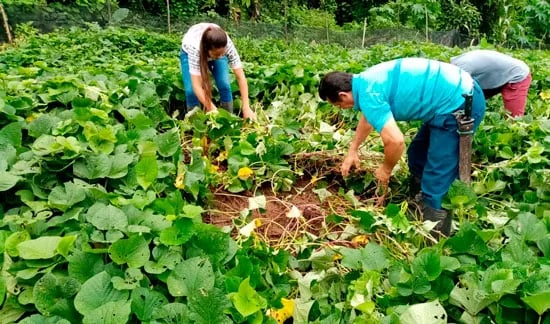 El camote anaranjado de Ecuador, empieza su recorrido por el mundo