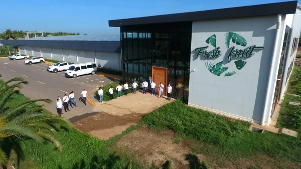 República Dominicana: Ofrece bananas con una huella de carbono neutra