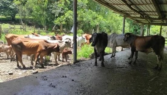Ecuador: Recuperan ganado en Puerto Limón
