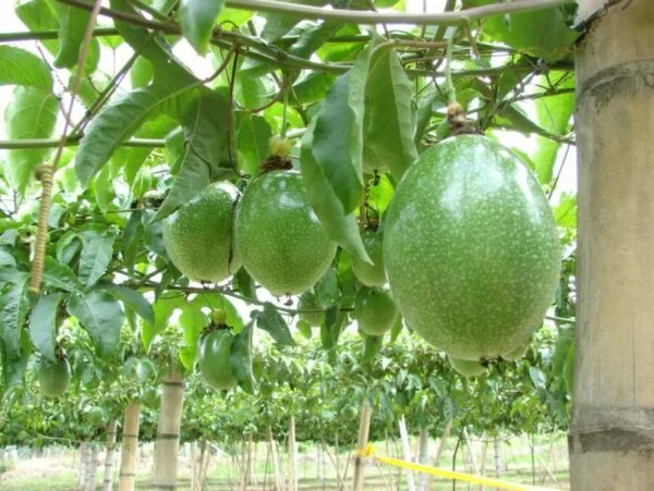 Ecuador: En Esmeraldas productores de maracuyá trabajan a pérdidas