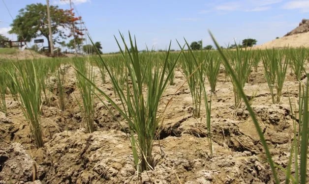 Bayer Crop Science es la primera entidad privada en unirse a la iniciativa Suelos Vivos de las Américas