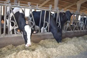 Una manera sencilla para que los productores lecheros reduzcan su impacto climático