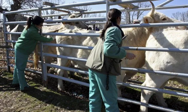 La Comisión Europea declara a España libre de brucelosis ovina y caprina