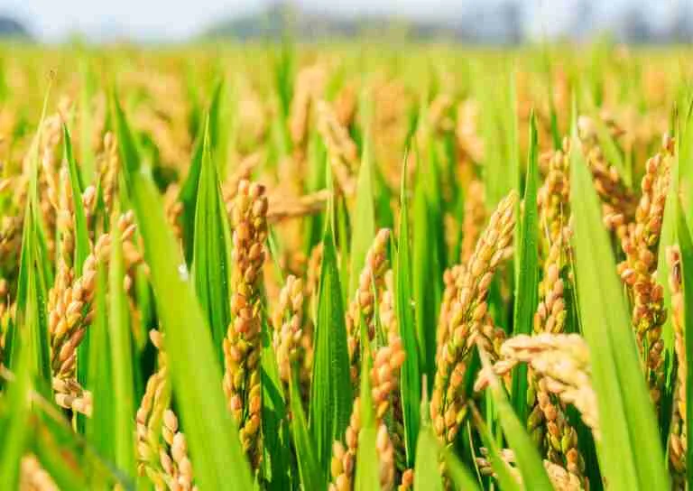 Estudio muestra que el aumento de las temperaturas perjudica los rendimientos del arroz