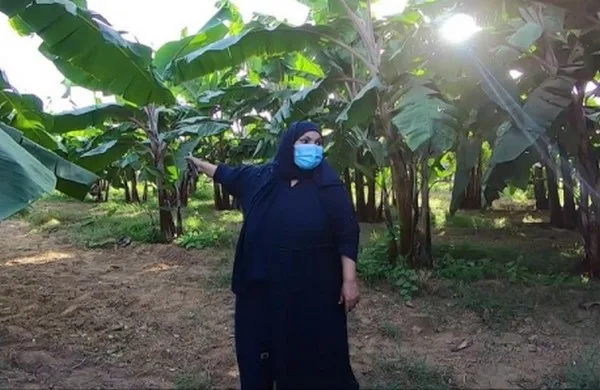 Arabia Saudí: Una mujer saudí cosecha los beneficios de sus plantaciones de bananas
