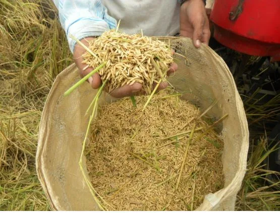 Ecuador: Productores tomarán medidas ante no fijación del precio del arroz