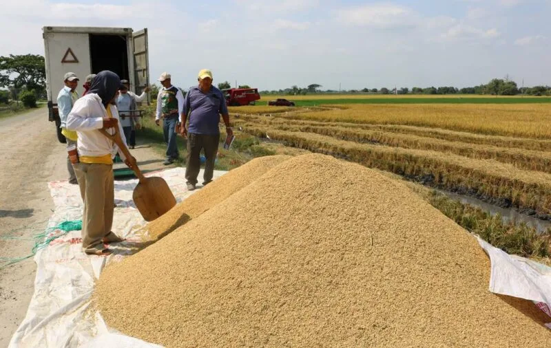 Ecuador exportará 60.000 toneladas de arroz a Colombia hasta junio, en diciembre llegará a 99.000 toneladas
