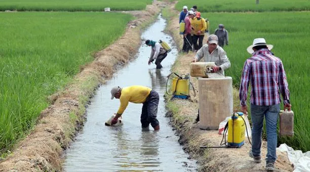 En Ecuador 81.309 personas están bajo un contrato laboral de emergencia, que dura un año o menos