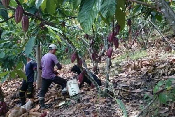 Ecuador: Agricultores de Esmeraldas recibirán apoyo para la siembra y cultivo de cacao