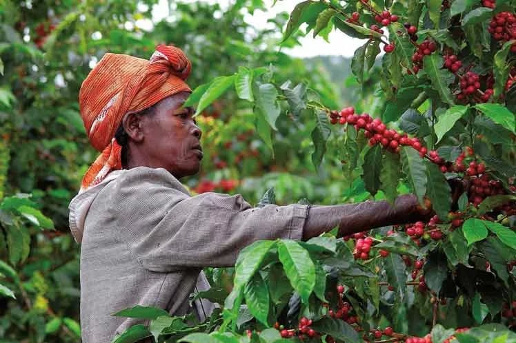 Proyectan mecanismo financiero para caficultura en África
