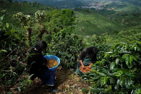 El ministro costarricense pide que la agricultura sostenible se premie en el precio final
