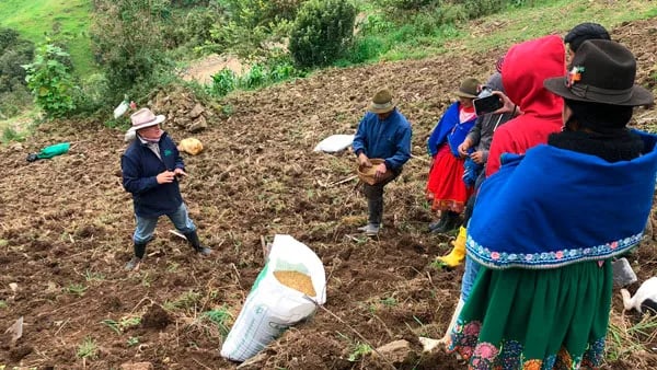 Ecuador: Se evalúan ensayos en avena forrajera para alimentación animal