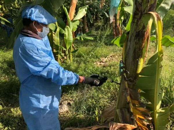 INTERNACIONAL: Alianza Estratégica con Alemania Impulsa la Lucha contra el Hongo Fusarium en Colombia