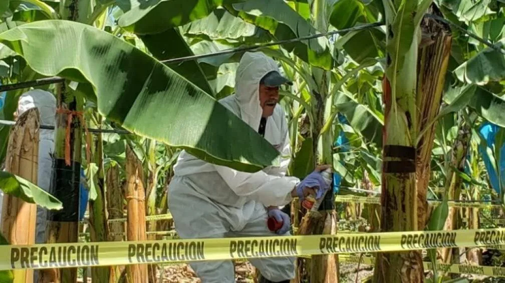 Más de 200 técnicos andinos se capacitan contra el Fusarium R4T