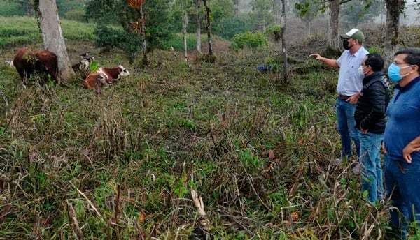 Fortalecen ganadería sostenible y libre de deforestación en la Amazonía ecuatoriana