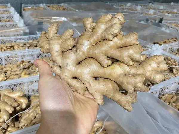 El mercado del jengibre está actualmente saturado de producto procedente de China