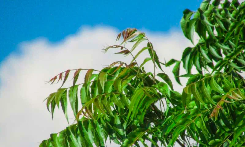 Biodiésel sostenible a partir de la transesterificación del árbol de Neem