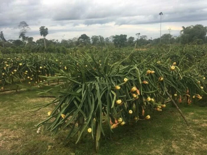 Ecuador: Municipio de Palora asume cobro de tasa para la pitahaya, que financiará monitoreo de mosca de la fruta