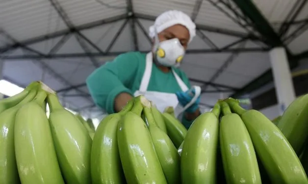 Un verano catastrófico para los precios de la banana importada en Europa