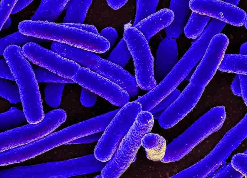 La resistencia a los antibióticos se puede transmitir de animales a personas