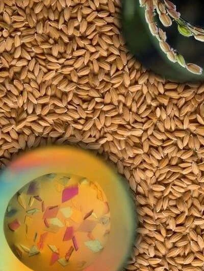 El descubrimiento podría allanar el camino para cultivos de arroz resistentes a las enfermedades