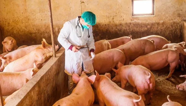 Colombia: Cerca de 55% de la producción de carne de cerdo se ha visto afectada por el paro
