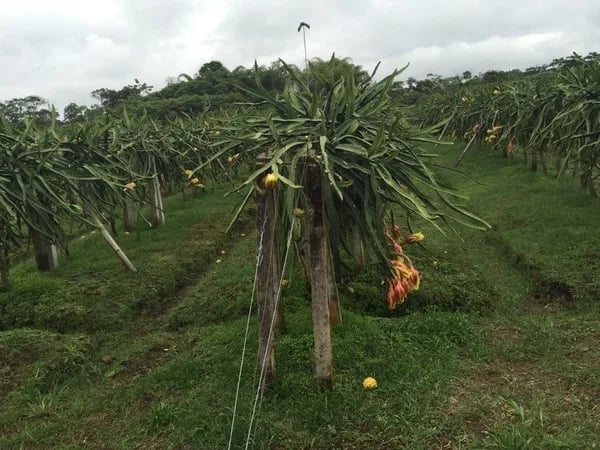Aumento de la superficie de pitahaya en Ecuador y reciente repunte de los precios