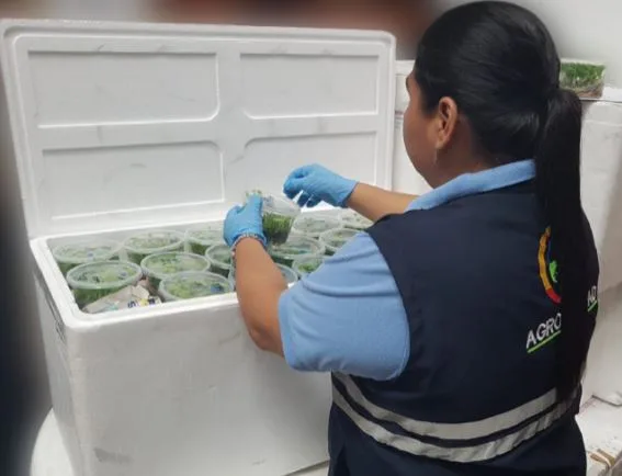 Ecuador: La importación de material resistente a Foc R4T, alternativa para luchar contra el hongo