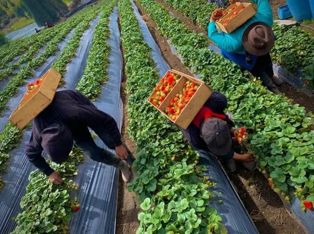 Ecuador logra la equivalencia de la certificación BPA con la certificación de Global G.A.P para pequeños productores