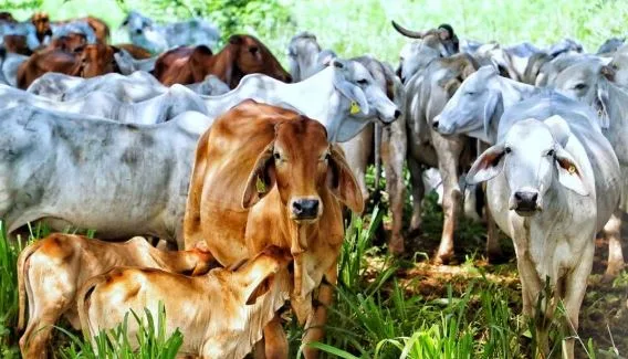 Colombia: Exportaciones de carne y animales vivos llegaron al doble en el primer bimestre