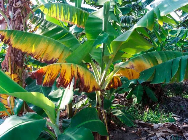 Especialista del FHIA indica que Raza 4 en banano es un problema viejo que tiene facetas nuevas y es letal