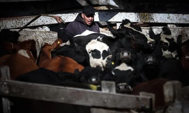 Entra en vigor el polémico cierre de exportaciones de carne vacuna argentina