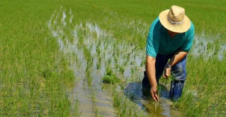 ECUADOR: Hoy se lanza la Oficina del Agricultor en Daule para Impulsar el desarrollo del sector arrocero