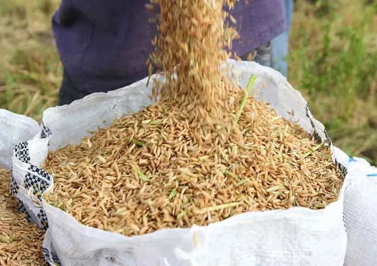 Cascarilla de arroz, el residuo que ayudaría a generar electricidad a futuro