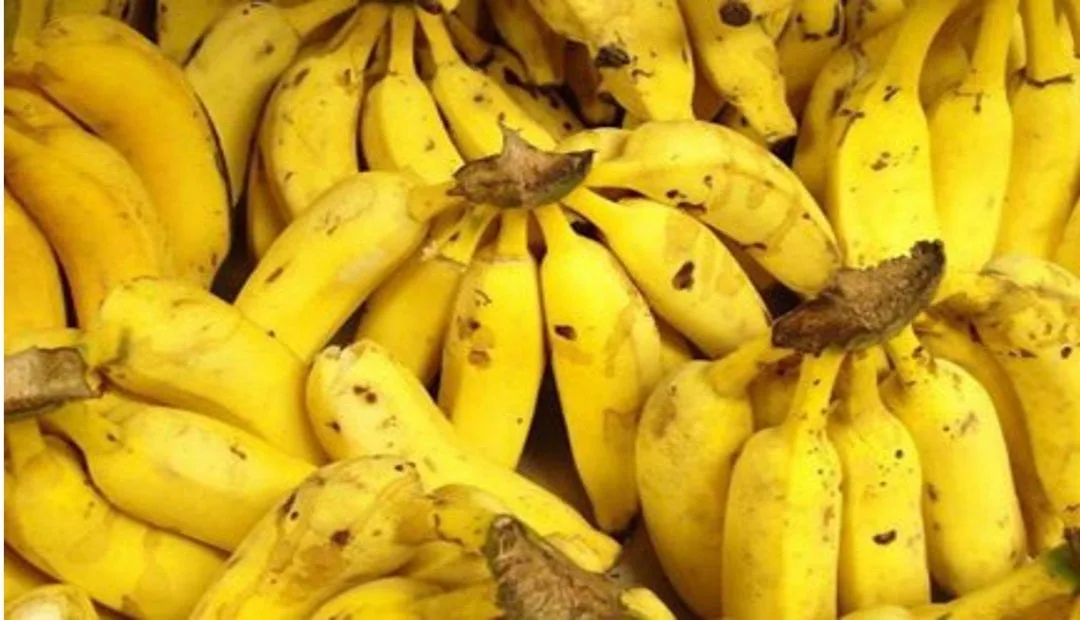 Colombia: El ICA y asociaciones bananeras establecieron mesa de trabajo contra el Fusarium R4t