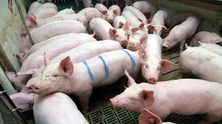 Bienestar animal: ¿qué significa eso en términos concretos?: Alemania