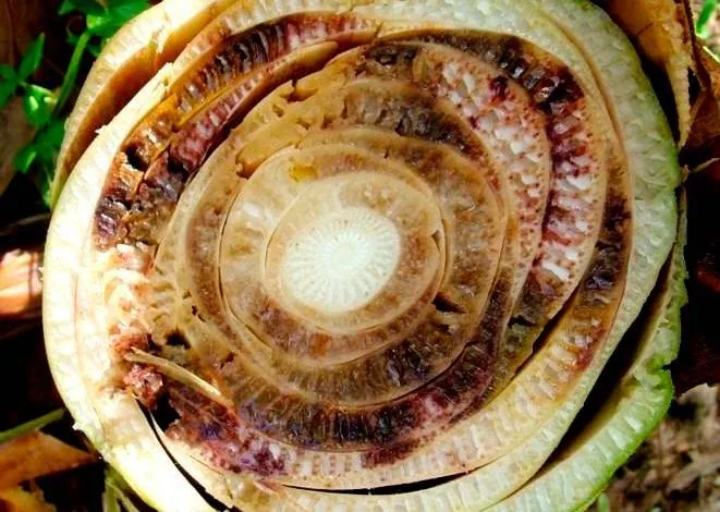 Los países andinos respaldan una alianza global contra el "Fusarium" R4T