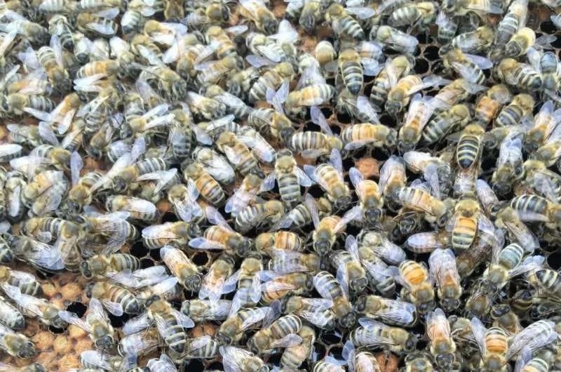 Las abejas melíferas podrían ayudar a controlar la pérdida de fertilidad de los insectos debido al cambio climático