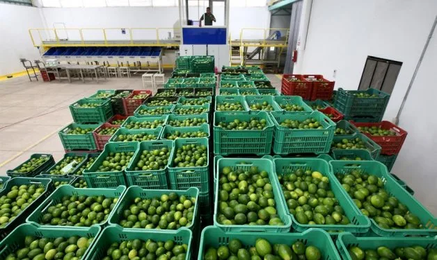 Las exportaciones agropecuarias de México crecen el 10,5 % en abril
