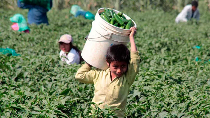 Ecuador: Niños regresan al trabajo en el campo por falta de Internet para clases virtuales