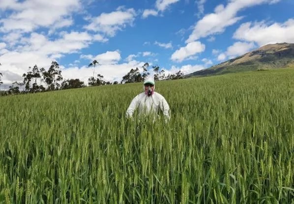Ecuador: Aumentará el precio del pan, mas NO el del trigo a los agricultores