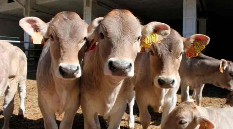 Nueva Zelanda: Súper-terneros: científicos están usando la edición genética para crear vacas resistentes al cambio climático
