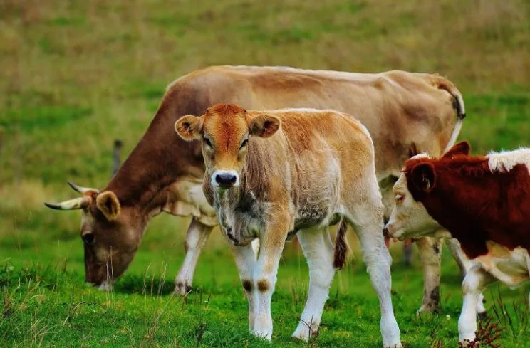 Ministros de agricultura discutirán los retos y avances de la producción animal en América