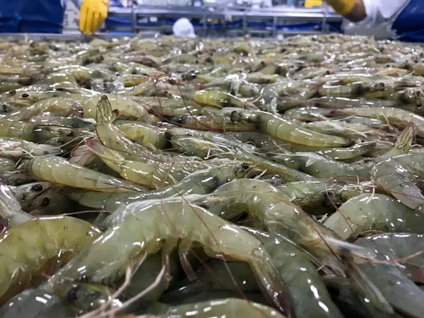 Nueva plataforma digital incluye trazabilidad de langostino ecuatoriano