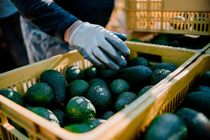 Colombia: Inversionistas extranjeros buscan potenciar industria de aguacate Hass
