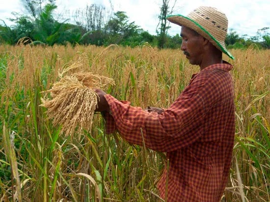 Ecuador: Precio del arroz, un tema del que no se quiere hablar