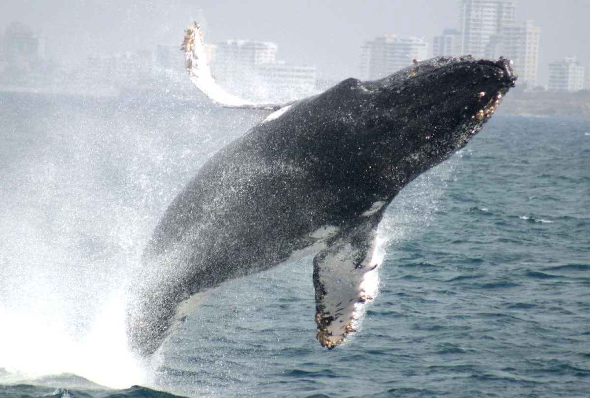 Inicia la temporada de observación de ballenas jorobadas en Ecuador