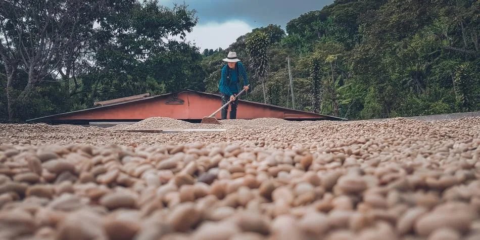 Colombia: Café toca el precio más alto en 7 años y petróleo supera los US$ 70