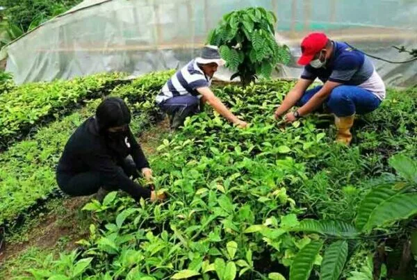 Ecuador: Alta productividad de café en Santo Domingo