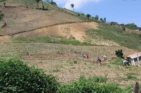 La agricultura venezolana necesita fertilizantes